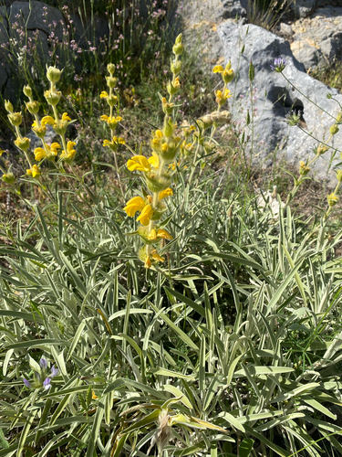 Avistamiento Phlomis lychnitis