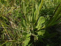 Hypochaeris uniflora