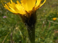 Hypochaeris uniflora