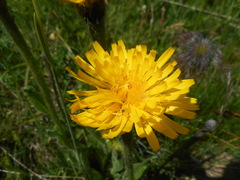 Hypochaeris uniflora