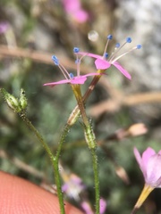 Gilia leptantha