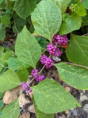 Callicarpa americana