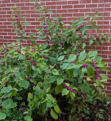 Callicarpa americana