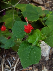 Malvaviscus arboreus