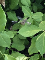 Argia sedula