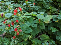 Malvaviscus arboreus