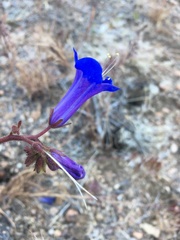 Phacelia campanularia vasiformis