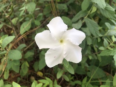 Mandevilla hypoleuca