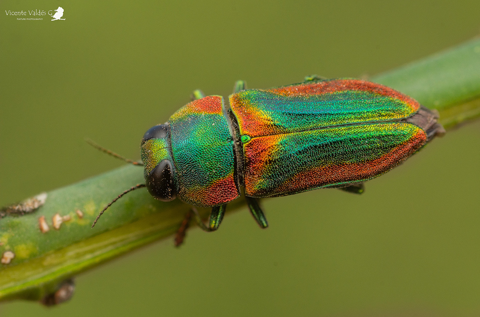 Ctenoderus