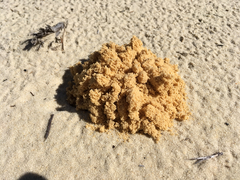 Peltotrupes profundus