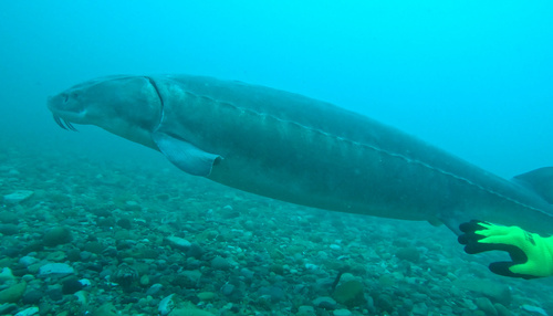 Lake sturgeon (Acipenser fulvescens) — Acipenseridae — 3