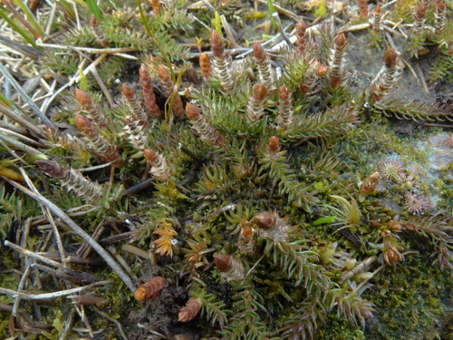 Lateristachys