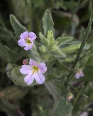 Erythranthe parishii