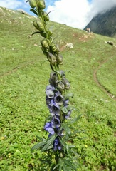 Aconitum chasmanthum