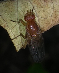 Dryomyza