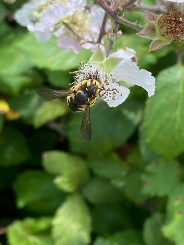 Florentine Woolcarder Bee photo 4