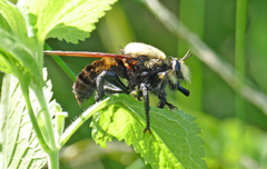 Laphria grossa