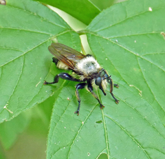 Laphria grossa