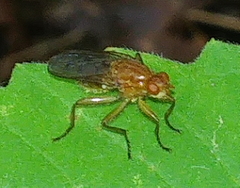 Dryomyza