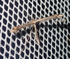 Anstenoptilia