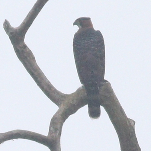 Grey-bellied Hawk (Accipiter poliogaster), photo 10