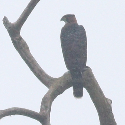 Grey-bellied Hawk (Accipiter poliogaster), photo 1