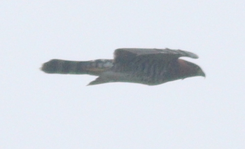 Grey-bellied Hawk (Accipiter poliogaster), photo 2