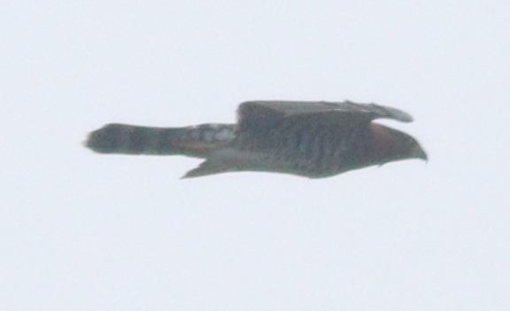 Grey-bellied Hawk (Accipiter poliogaster), photo 2