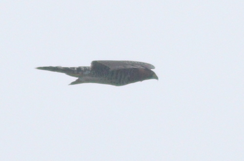 Grey-bellied Hawk (Accipiter poliogaster), photo 9