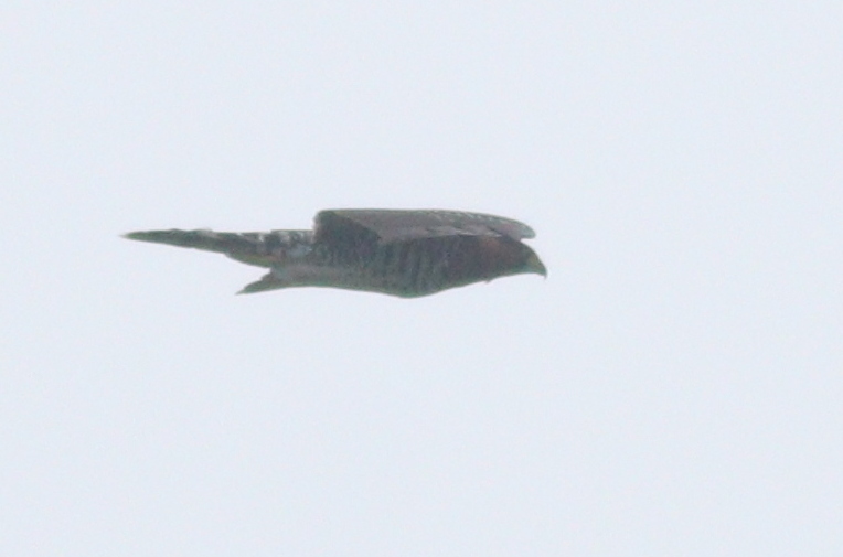 Grey-bellied Hawk (Accipiter poliogaster), photo 7
