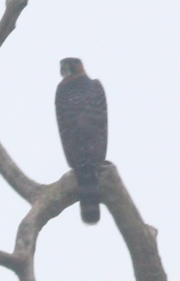 Grey-bellied Hawk (Accipiter poliogaster), photo 9