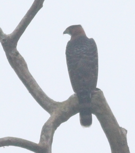 Grey-bellied Hawk (Accipiter poliogaster), photo 10
