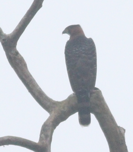 Grey-bellied Hawk (Accipiter poliogaster), photo 8