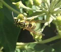 Vespula sulphurea