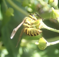 Vespula sulphurea