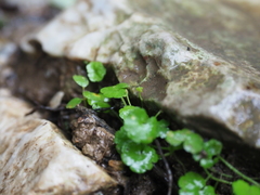 Hydrocotyle dichondroides