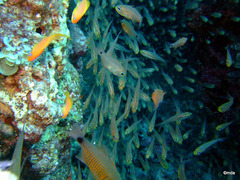 Ostorhinchus fleurieu