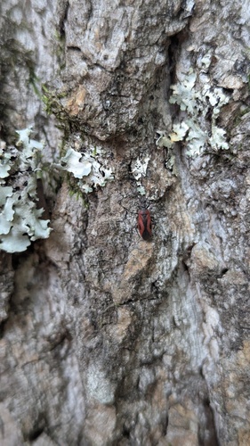 Heterocordylus malinus