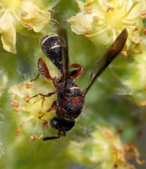 Leucospis africana