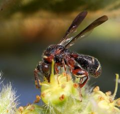 Leucospis africana