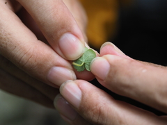 Hydrocotyle dichondroides