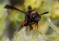 Leucospis africana