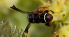 Leucospis africana