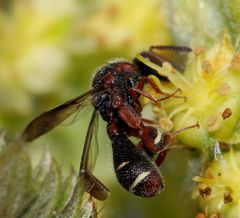 Leucospis africana