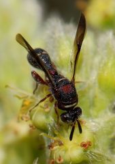 Leucospis africana