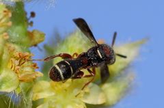 Leucospis africana