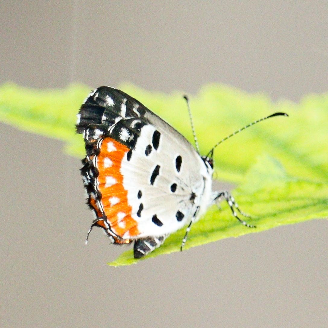 Red Pierrot