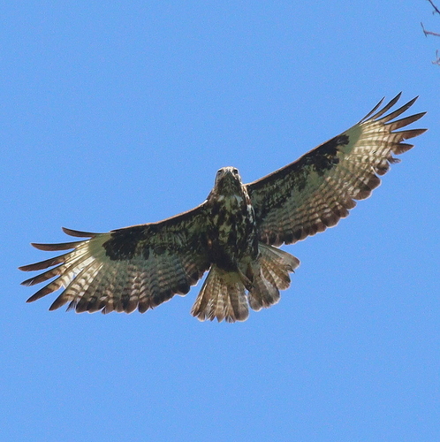 Mountain Buzzard (Buteo oreophilus), photo 7