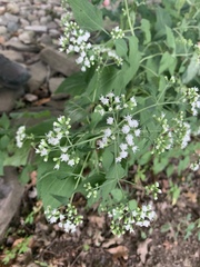 Ageratina altissima