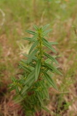 Ammannia baccifera